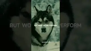 The wolf never worked in circus|| sigma rule 🔥#short #shortvideo #motivational #viral