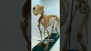 REAL Bones of Animals 😱🤯 | #shorts