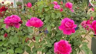 Rosa David Austin&reg; James L  Austin' //🧡Classic, Old-fashioned Style, FRAGRANT English Rose