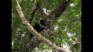 Sun Bear Behavior | Sun Bear Climbing Down from A Tree After Sleeping | BSBCC