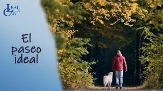 PASEAR A TU PERRO SIN CORREA | LealCan Adiestramiento