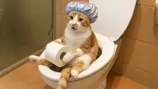 Cats Having Weird Reactions &ndash; Try Not To Laugh 😆 Funny Cat Videos 2026