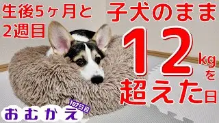 【コーギー】生後五ヶ月と二週間で１２kgを超えたコーギーはまだ子犬なんでしょうか？身体測定やってみます！【生後五ヶ月半のコーギー】