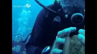 Immersioni Isola del Giglio - Isola di Giannutri - Nuoto Sub Vignola