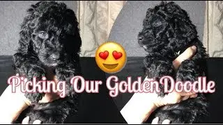 Picking Our (F1bb) Black GoldenDoodle Puppy at 5 Weeks Old  |  R HOUSE