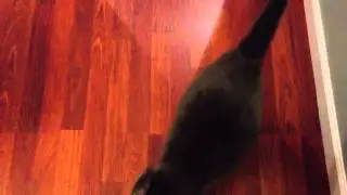Fat cat squeezes through pet gate for food!!!