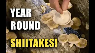 Grow Shiitake Mushrooms INDOORS with This Simple Trick!