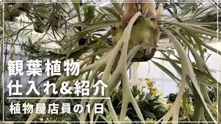 【植物屋の1日】5:30起き。冷え込む早朝から観葉植物の仕入れに行ってきた！！