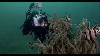 Chowder Bay wrecks and critters