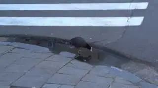 Coots can fly!!!
