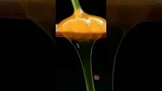 Кастоловый клей #shorts #asmr #closeup
