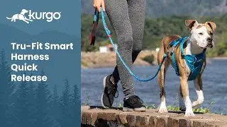 The Tru-Fit Smart Harness Quick Release | Do-everything dog harness