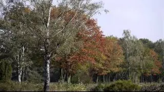 Hondenven (HD)