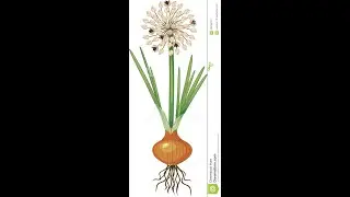 Structure of Onion Bulb- Bulb- Tunicated Bulb- Modified underground stem