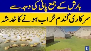 Stored Wheat At Risk Of Damage Due To Rainwater Accumulation | Dawn News