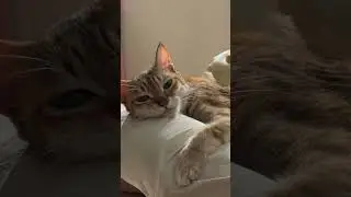Cat message moment #chill #cute #cat #message