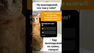 Что там у тебя?😄 #приколыскотами