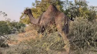  Look, a pregnant female camel is roaming the jungle, moving from place to place.