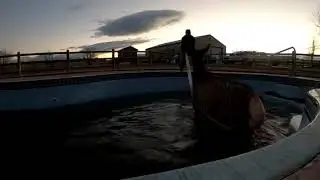 Colorado Wildlife Officers Rescue 500-Pound Elk From Swimming Pool