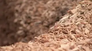 Am Holzweg: EU reduziert Biomasse