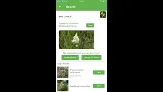 PlantSnap identifies a Meadow deathcamas (Zigadenus venenosus)