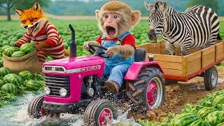 Monkey Nana drives tractor: caring for the pumpkin farm & harvesting giant pumpkins&ndash;NANA MONKEY LIFE