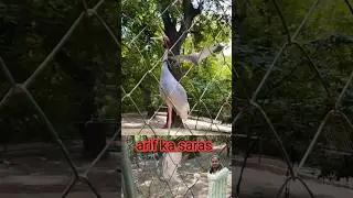 arif ka saras arif ko dekh kar khush ho gaya