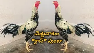 మెట్టవాటం 