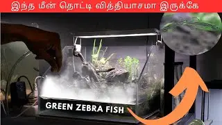 GREEN ZEBRA FISH IN SMOKE EFFECT FISH TANK | PALUDARIUM | EP 234