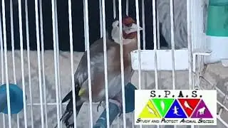 Pesma &scaron;tiglića 001/23 World Championship in Goldfinch Song #cardueliscarduelis #jilguero