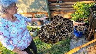 Huge, Deadly Snake Under Her House!