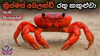 About Christmas Island red crab in Sinhala 🦀 😱