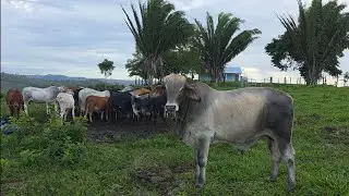 Becerros de Engorde Comiendo.