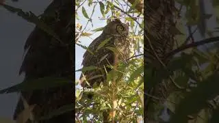 Great Horned Owl Sharply Stares at a Bird Chirping in the Distance!