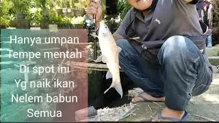 mancing ikan nelem di spot ini dijamin jorannya bergetar