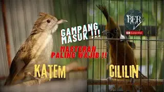 🔴 MASTERAN PALING WAJIB ❗️❗️ KAPAS TEMBAK vs CILILIN ❗️❗️ ADU TEMBAKAN ❗️ OTOMATIS BENDERA KONCER