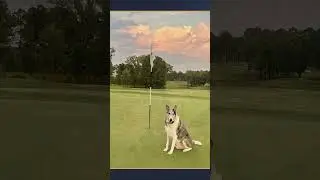 The Final Golf Dogs of the Week for 2025