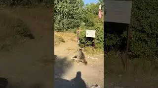 Bitlis'te kucağında bebekle ayının yanından ge&ccedil;en kişi, saldırıdan son anda kurtuldu
