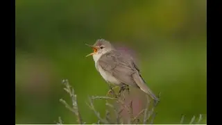 Marsh warbler 3h Bird sound.