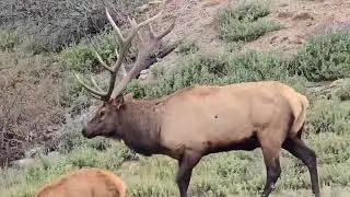 Big Bull Elk and his harem Estes Park,  CO. 
