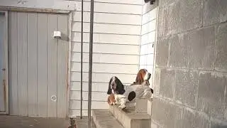 Basset Hounds Baying!!!