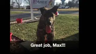 Shepherd Mix Max Obedience Training