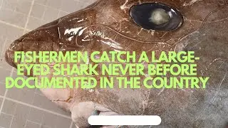 Fishermen catch a large-eyed shark never before documented in the country