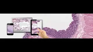 virtual microscope