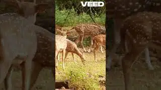 Muntjac Deer Behavior: Unraveling Nature&rsquo;s Mysteries#deervideos #muntjacdeer #muntjac #deershorts
