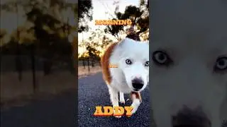 Mornings with Addy #dubbo #happydog #dogtrainer #dogtraining #dogbehavior #bordercollie
