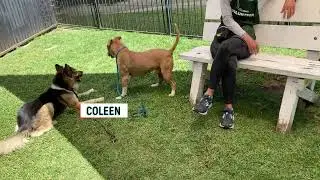 Long Beach Animal Care Services Big Dog Playgroup - Making Shelter Life A Little More Fun
