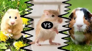 Hamster vs. Gerbil vs. Guinea Pig: What&rsquo;s the Difference?