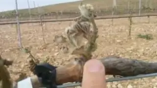 Como actuar después de una helada en viña