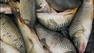 🔥Star_fishss в прямом эфире! World fish group fishing house butun ozbekitonda yagona baliqchi